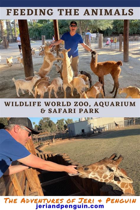 Feeding animals at Wildlife World Zoo, Aquarium & Safari Park