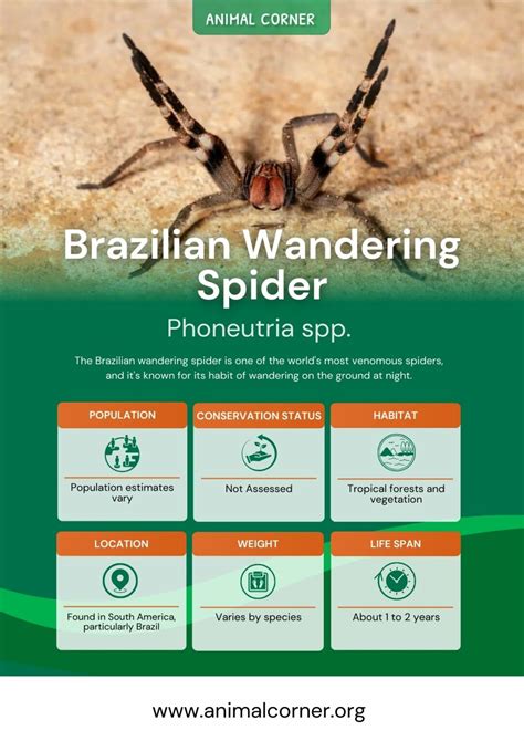 Brazilian Wandering Spider - Facts, Bite & Habitat Information