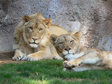 Lions | Species Name: African lion Scientific Name: Panthera… | Flickr