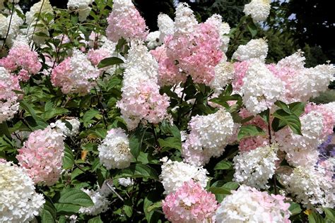 8 Types Of Hydrangeas And How to Grow Them In The South | Hydrangea paniculata, Types of ...