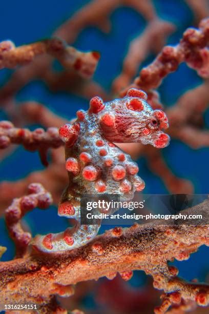 405 Pygmy Seahorse Stock Photos, High-Res Pictures, and Images - Getty ...