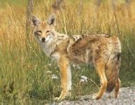 Coyote - Canis latrans