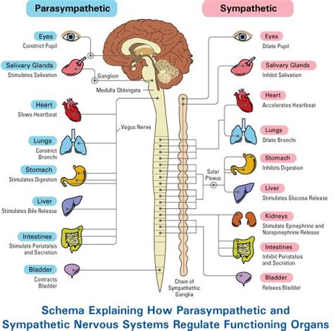 parasympathetic vs sympathetic - Google Search | Mindfulness | Pinterest | An, Health and Search