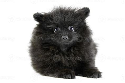 Pomeranian puppy Spitz, isolated 13032135 Stock Photo at Vecteezy