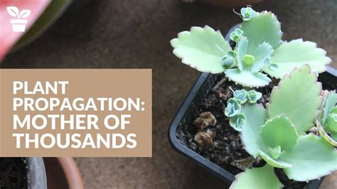 Plant Giveaway | Mother of Thousands Propagation | How to propagate plantlets - YouTube