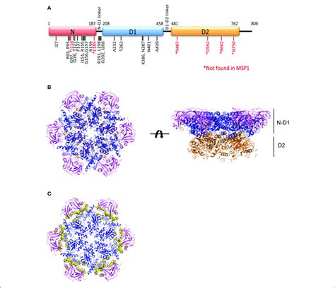 | Structure of the AAA ATPase p97. (A) Schematic domain organization of... | Download Scientific ...