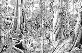 Pencil Rainforest Drawing - bestpencildrawing