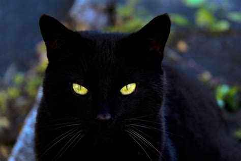 Badass Names for Black Cats | PetHelpful