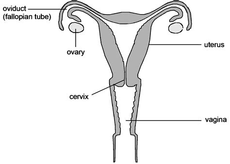 Methods Diagram Biology