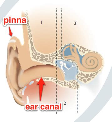 Anatomy of the ear