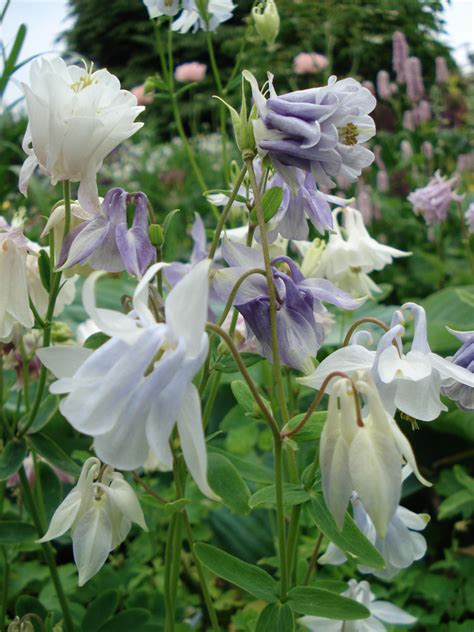 Aquilegia vulgaris – Peak Cottage Plants