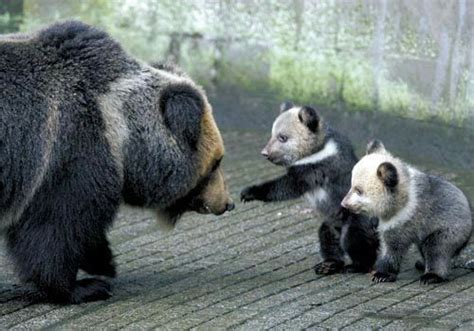 TIBETAN BLUE BEAR (Ursus arctos pruinosus) All About Animals, Animals Of The World, Animals And ...