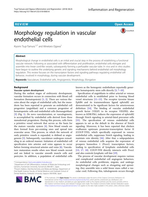 (PDF) Morphology regulation in vascular endothelial cells