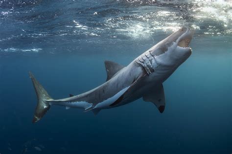 animals, Shark, Underwater, Great White Shark Wallpapers HD / Desktop and Mobile Backgrounds