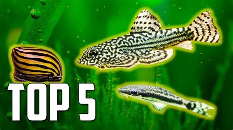 Top 5 Algae Eaters to Clean Your Aquarium - ComPetSport