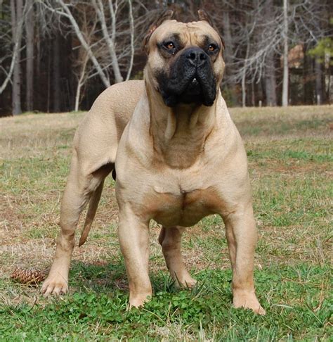 boerboel | Dog breeds, Dog breeds pictures, Mastiff dog breeds