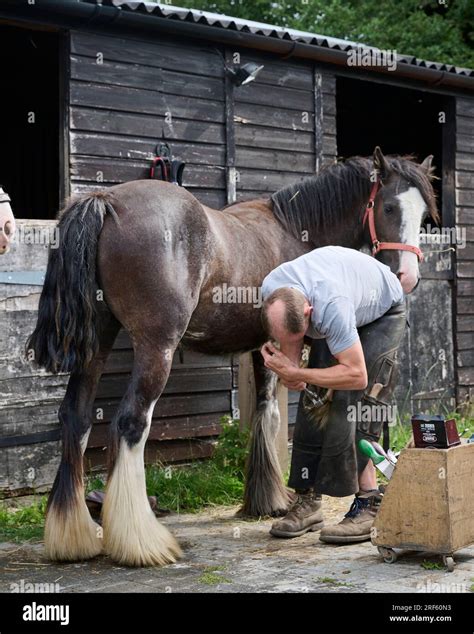 A farrier shoeing a horse Stock Photo - Alamy