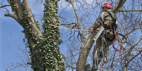 3 Signs Tree Pruning Is Needed - Elite Landscape Services