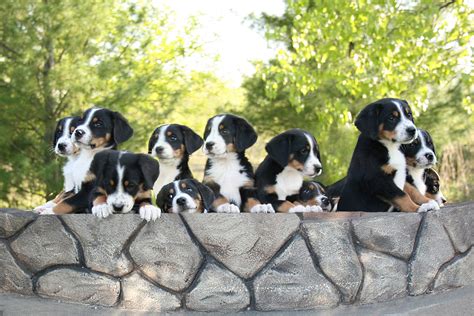 Entlebucher Mountain Dog - Puppies, Rescue, Pictures, Information ...