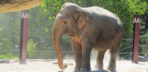 Las principales diferencias entre el elefante asiático y el africano | Zoo Aquarium Madrid