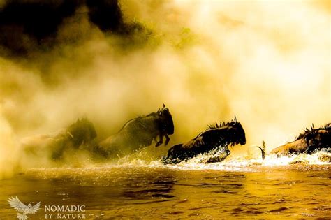 The Wildebeest Crossing in Kenya • Nomadic by Nature