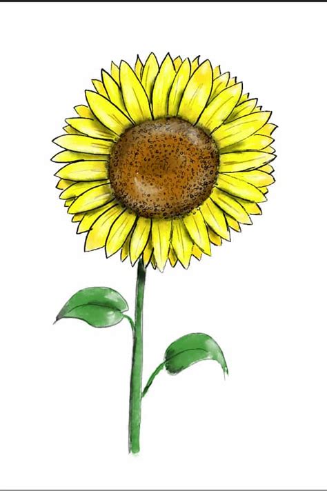 How to Draw a Sunflower in 8 Easy Steps - Wiki Point