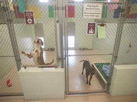 Cumberland County SPCA animal shelter plans to close in December.