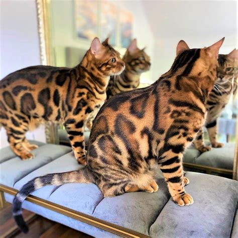 Bengal Cats For Sale Oregon