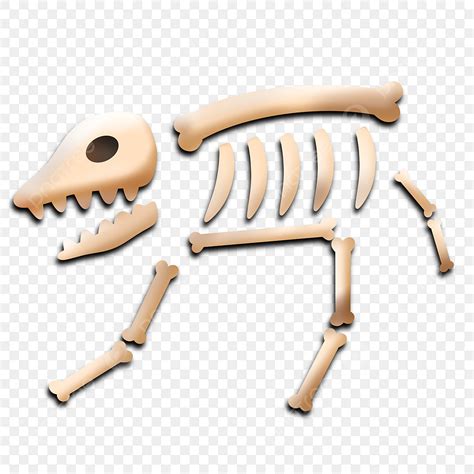 Animal Skeleton Clipart Images