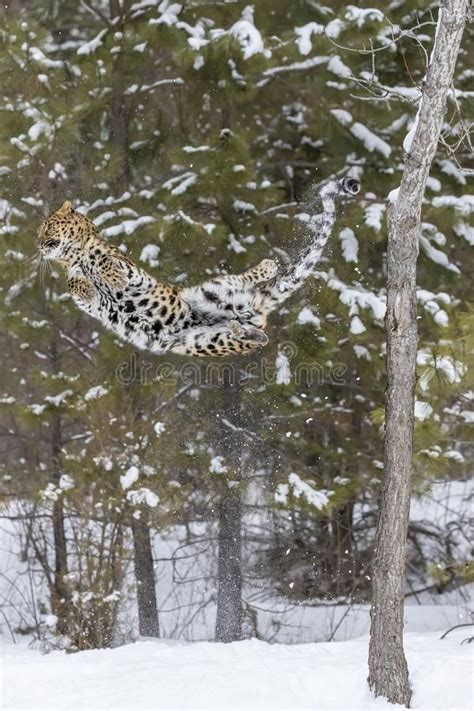 Amur Leopard In The Snow stock image. Image of nobody - 99678065 | Amur leopard, Wild cats, Big cats