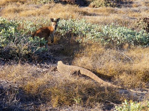 Varanidae>Varanus giganteus Perenti 0019 | Kingdom=Animalia … | Flickr