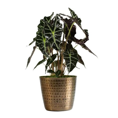 LiveTrends 12-oz Assorted Foliage in Copper Planter in the House Plants department at Lowes.com