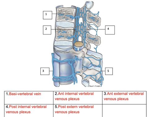 lumbar spine batsons plexus Diagram | Quizlet