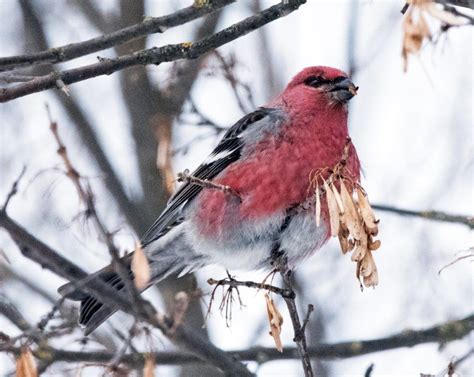 Pine Grosbeaks - UPDATE January 4, 2017 - The Wildlife Research Institute