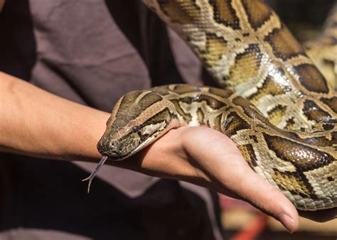 Burmese Python Facts | South Wilton Vet