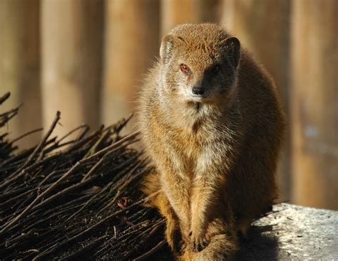 Yellow Mongoose Free Photo Download | FreeImages