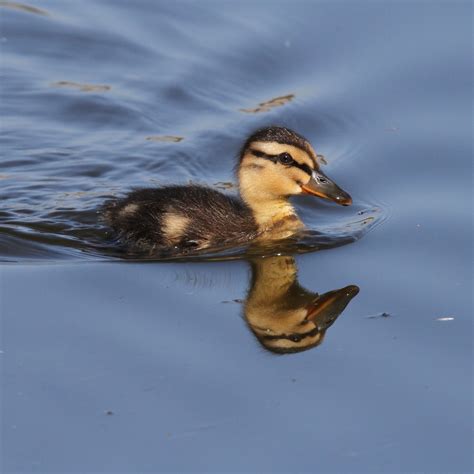 TrogTrogBlog: Mallard ducklings