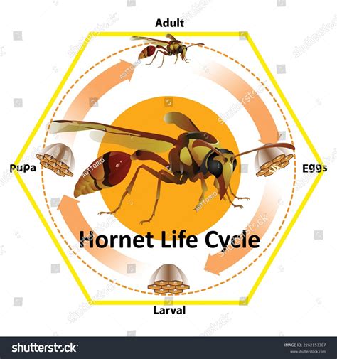 Hornet Life Cycle Graphic Design Stock Vector (Royalty Free) 2262153387 ...