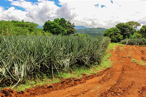 Pineapple Plantation Photograph by Francois Gendron