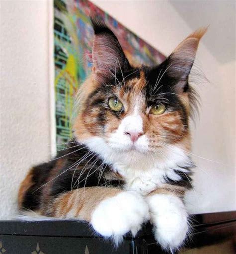 The Tortoiseshell Maine Coon - The Majestic Queen - Maine Coon Expert