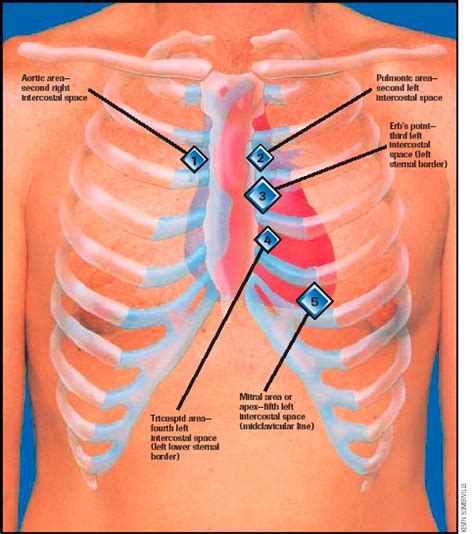 Healthy Ranula: Free Download Auscultation Sounds-Heart sounds and Respiratory Sounds