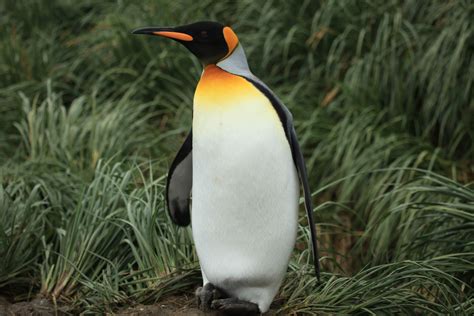 File:King Penguin amid Tussock Grass (5719535947).jpg