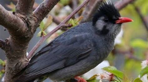 Birdwatch: Forked tail, orange-red bill and legs help identify Black Bulbuls | Chandigarh News ...