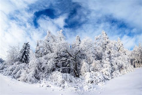 Premium Photo | Winter landscape trees in frost