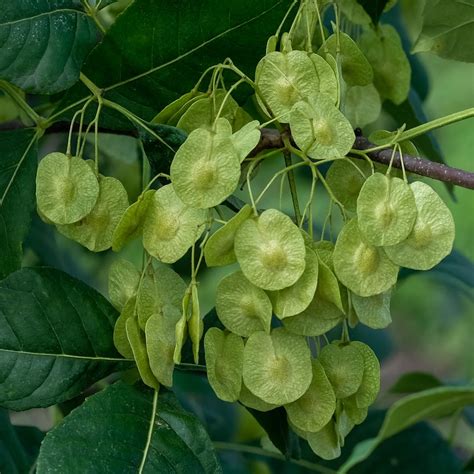 Hop Tree Ptelea Trifoliata 20 Seeds - Etsy