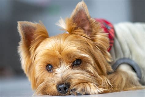 Yorkshire Terrier Facts | ASPCA® Pet Health Insurance