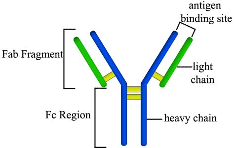 Human Immunoglobulin G (IgG) Fc