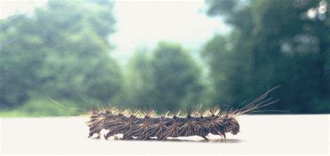 Caterpillar Forestry GIFs - Get the best GIF on GIPHY