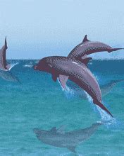 Dolphin Jumping Art