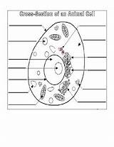 Animal Cell Labeling And Coloring Diagram With KEY  TPT sketch template